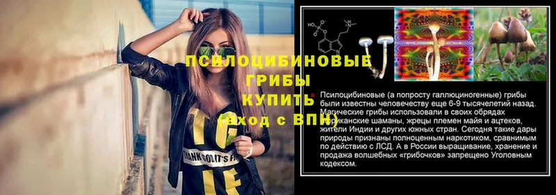 мега онион  Ворсма  Галлюциногенные грибы Psilocybe 